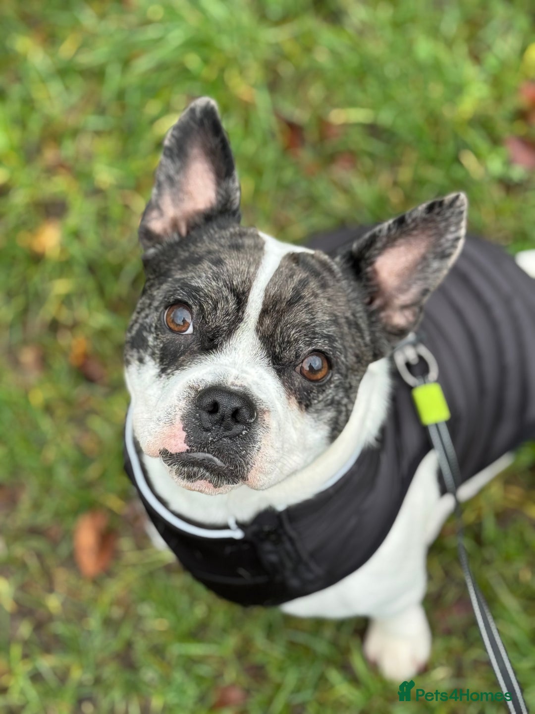 Mixed Breed dogs for sale: 15 month old male Frenchie/pug available  - Advert 1