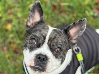 Mixed Breed dogs 15 month old male Frenchie/pug available - Advert 1