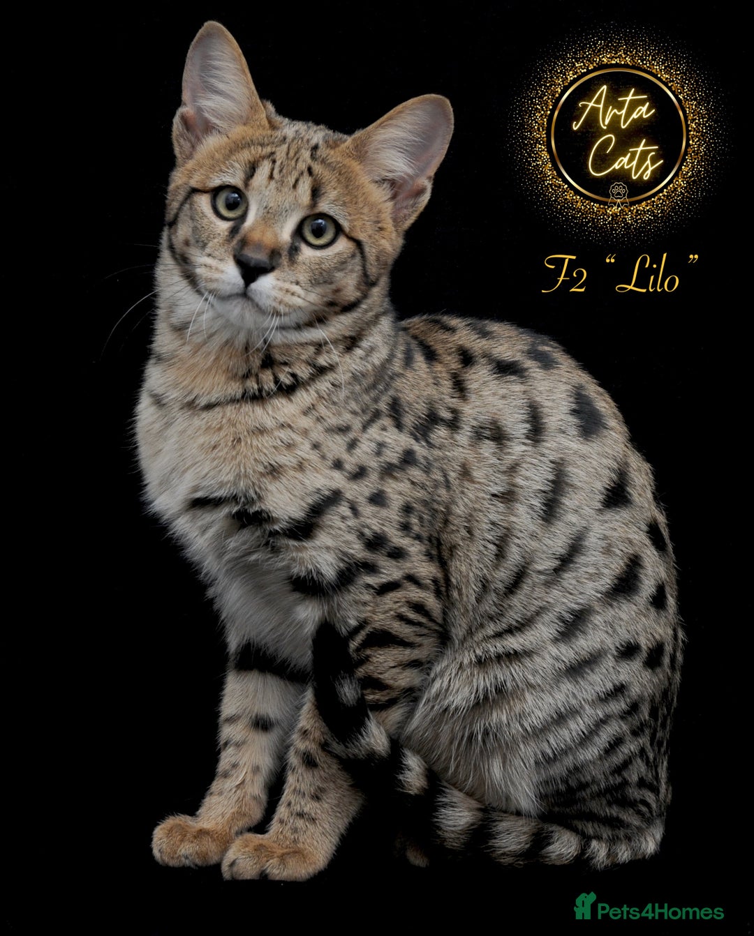 Savannah cats for sale: Stunning F2 Savannah girls - Advert 10