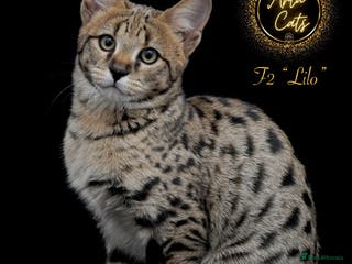 Savannah cats Stunning F2 Savannah girls - Advert 12