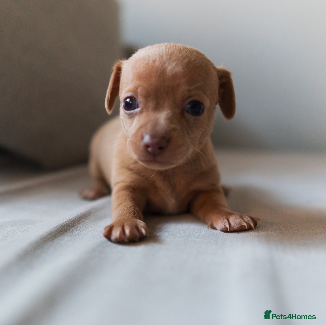 Chiweenie dogs for sale: Stunning Micro Chiweenie Litter - Smallest in UK - Advert 12