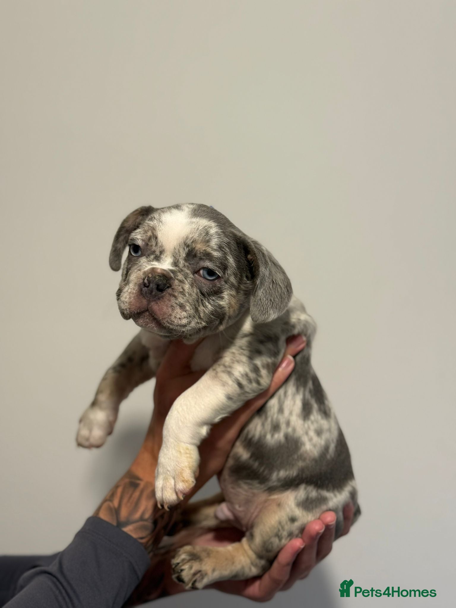 French Bulldog dogs French bulldogs  - Advert 2