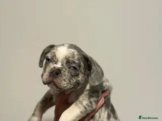 French Bulldog dogs French bulldogs - Advert 2