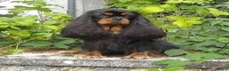 Cavalier King Charles Spaniel dogs for stud: Kc health tested black and tan in Wisbech - Advert 2