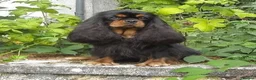 Cavalier King Charles Spaniel dogs for stud: Kc health tested black and tan in Wisbech - Advert 2
