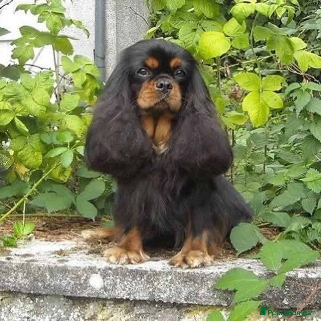 Cavalier King Charles Spaniel dogs for stud: Kc health tested black and tan in Wisbech - Advert 2
