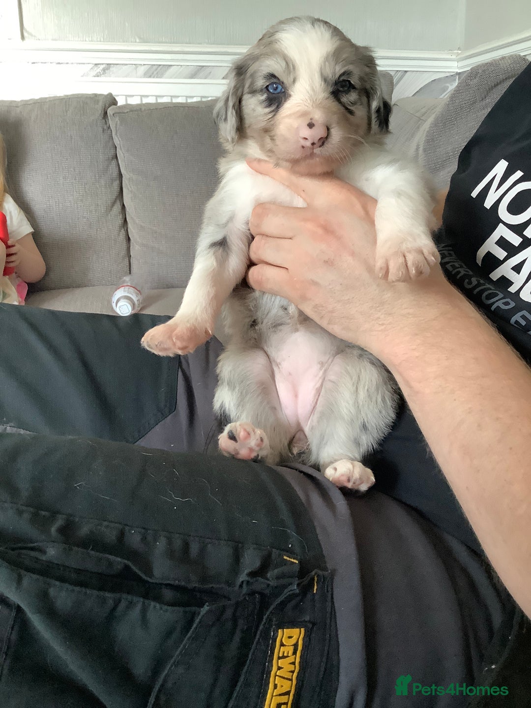 Border Collie dogs for sale: Border collie puppies  - Image 12