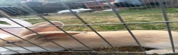 Continental Giant rabbits for sale: 3 x Continental rabbits  - Advert 9