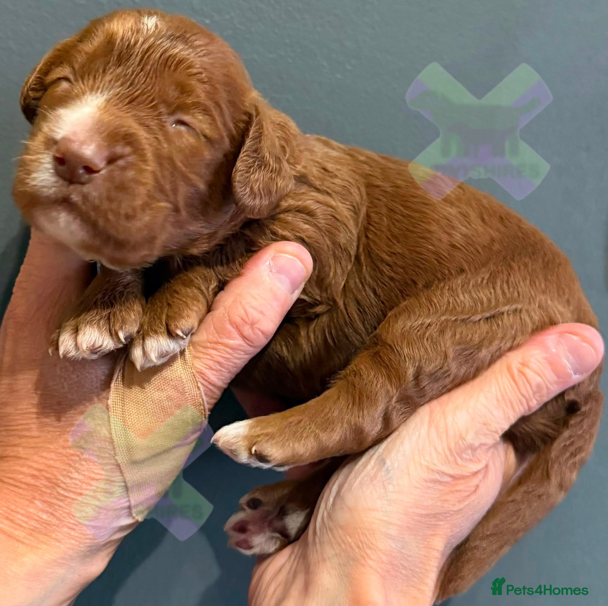 Cockapoo dogs F1 mini Cockapoo’s various colours 30 dna clear  - Advert 2