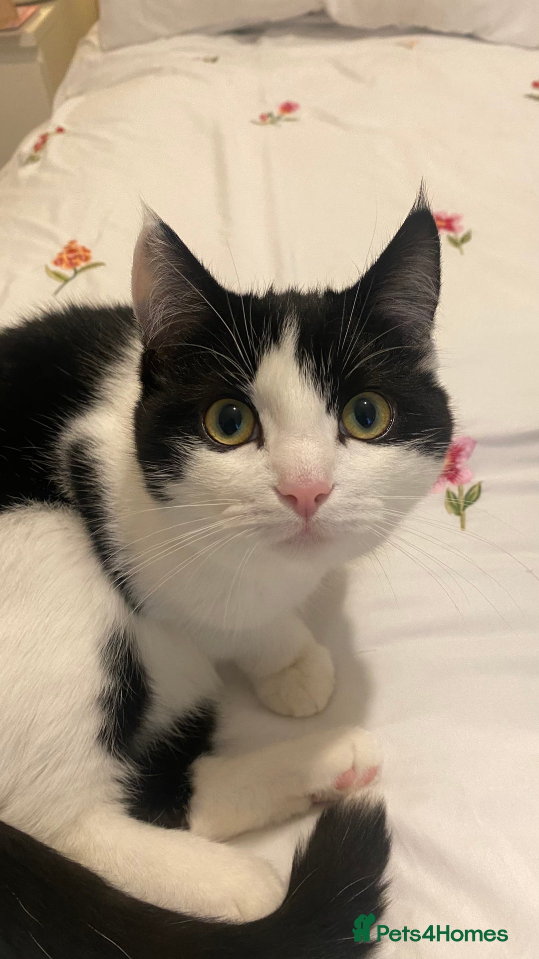 Mixed Breed cats for sale: Kittens for sale Mixed ragdoll 2 brothers  - Advert 9