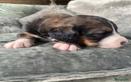 Bernedoodle dogs for sale: F1 Standard Bernedoodle Puppies LN8 - Image 17