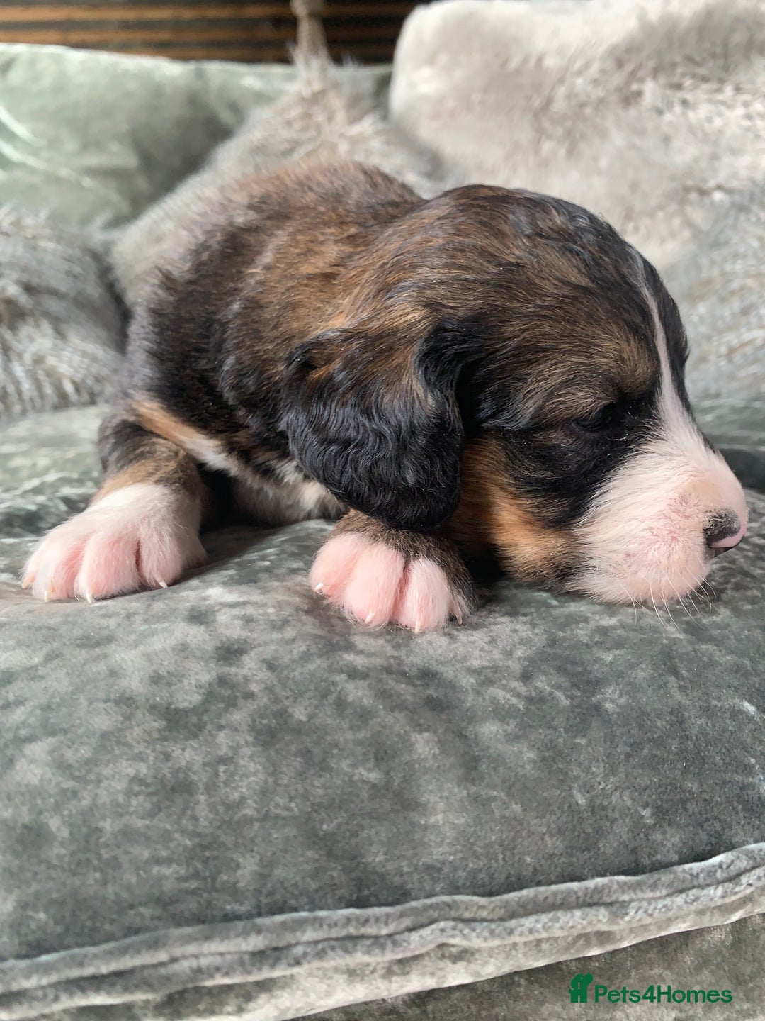 Bernedoodle dogs for sale: F1 Standard Bernedoodle Puppies LN8 - Image 17