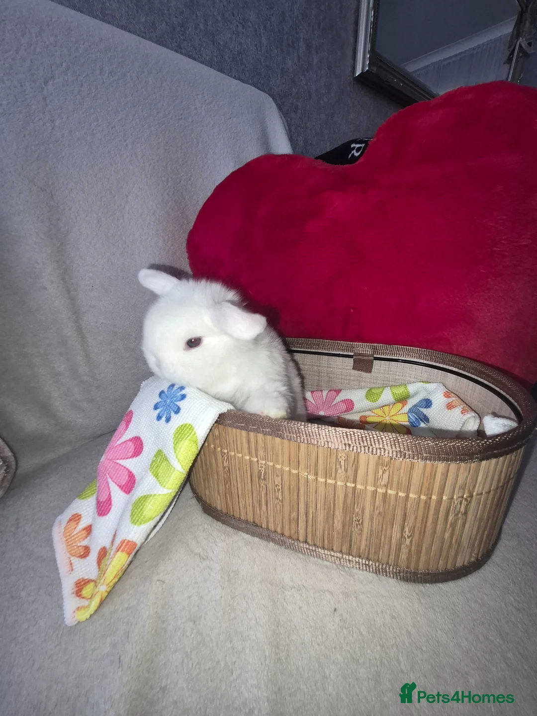 Mini Lop rabbits for sale: blue-eyed girls mini lop - Advert 6