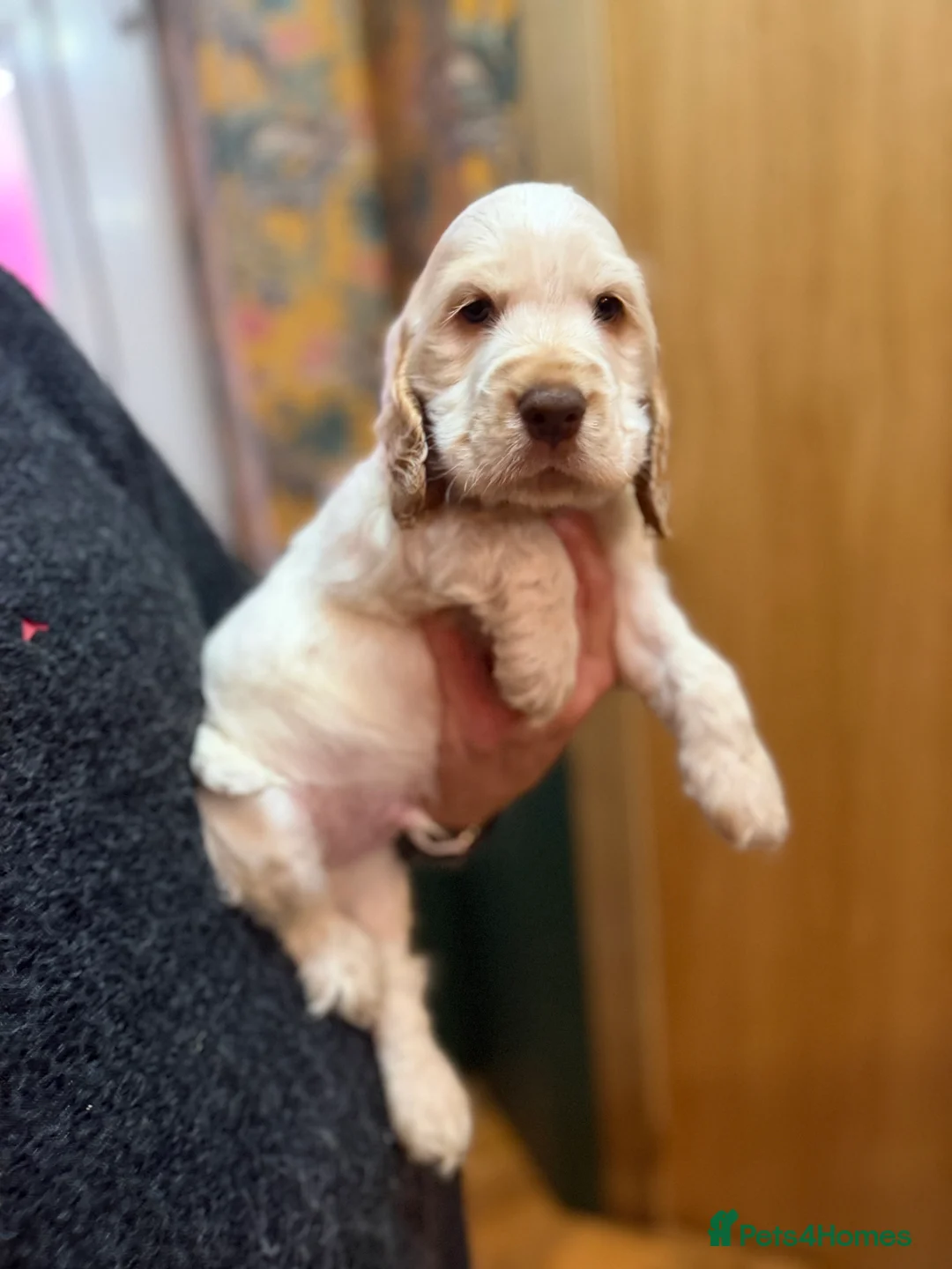 Cocker Spaniel dogs for sale: Show cocker spaniel pups  - Advert 10