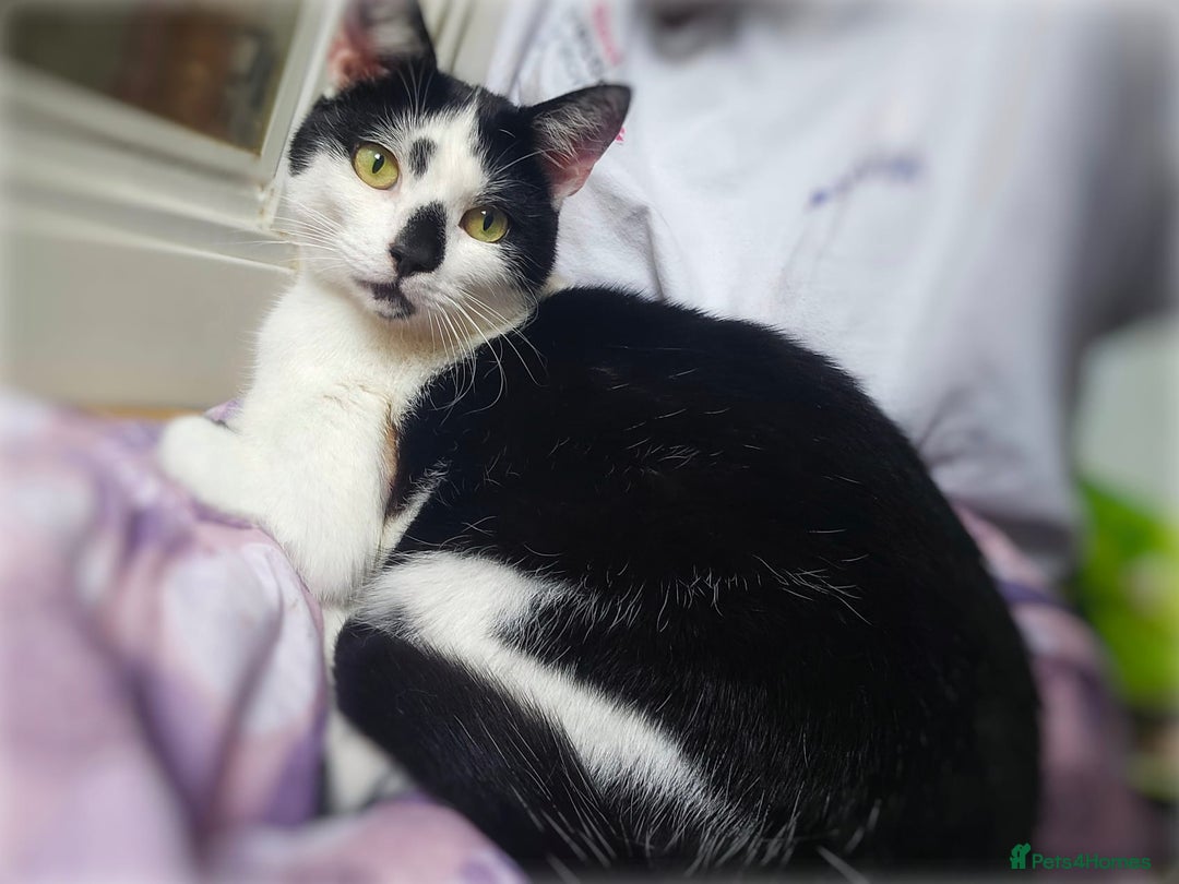 Mixed Breed cats for sale: Abandoned soul,looking for a home!♡ - Image 4