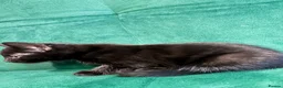 Mixed Breed cats for sale: 3 Beautiful Kittens For Sale in Nottingham - Advert 10