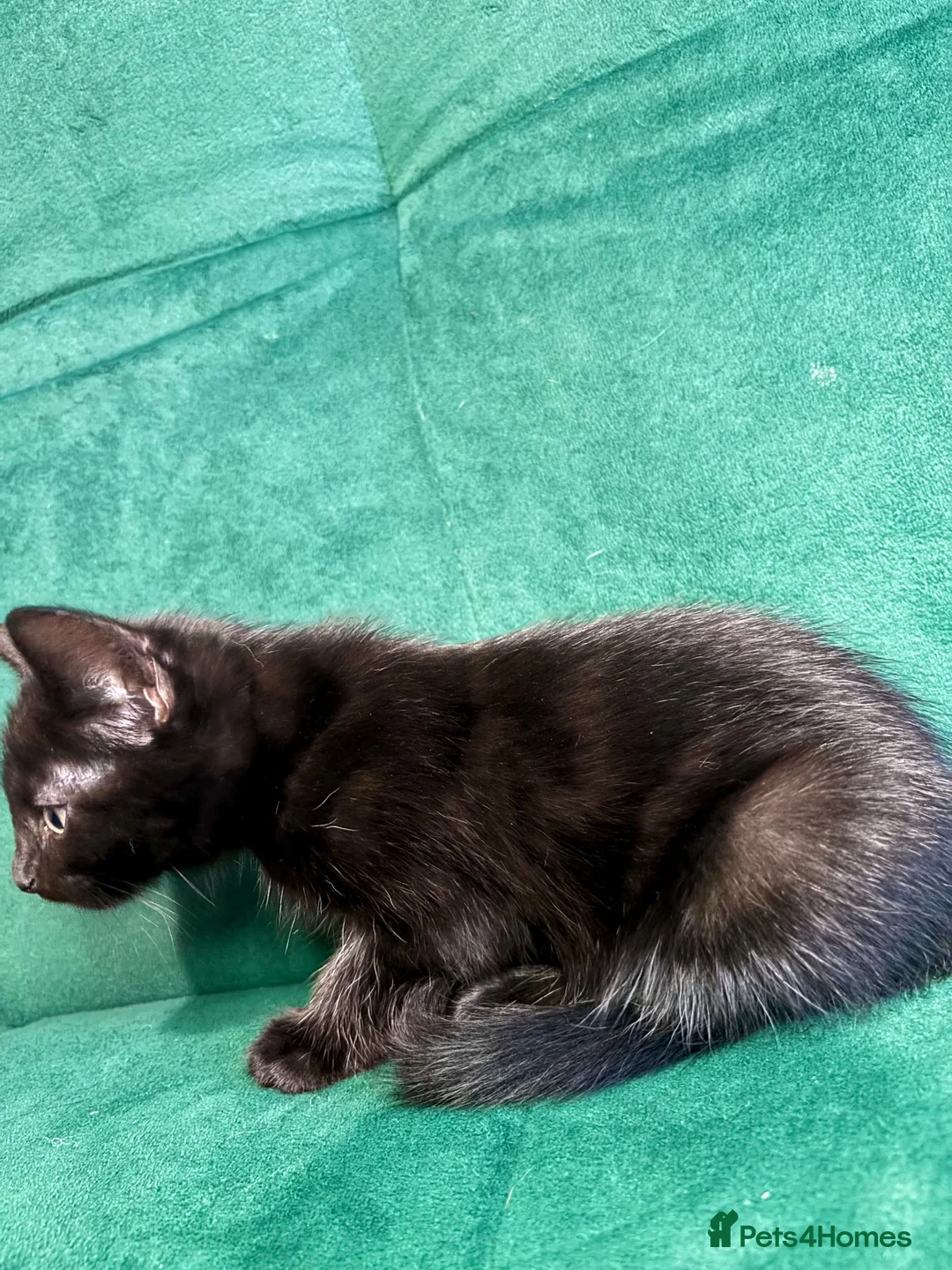 Mixed Breed cats for sale: 3 Beautiful Kittens For Sale in Nottingham - Advert 10