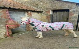 Welsh Section A horses for sale: Prini - Image 3