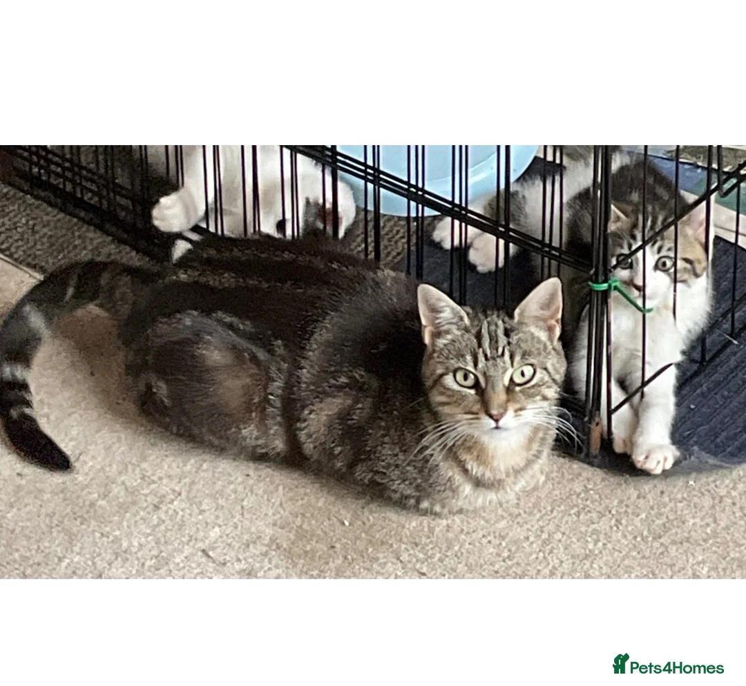 Mixed Breed cats for sale: Kittens - Mid Wales - £25 - Advert 10