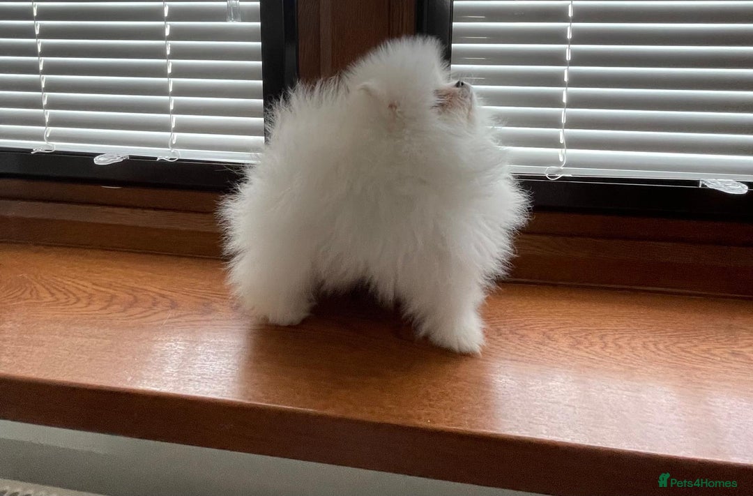 Pomeranian dogs for sale: Pure white fluffy little poms - Image 6