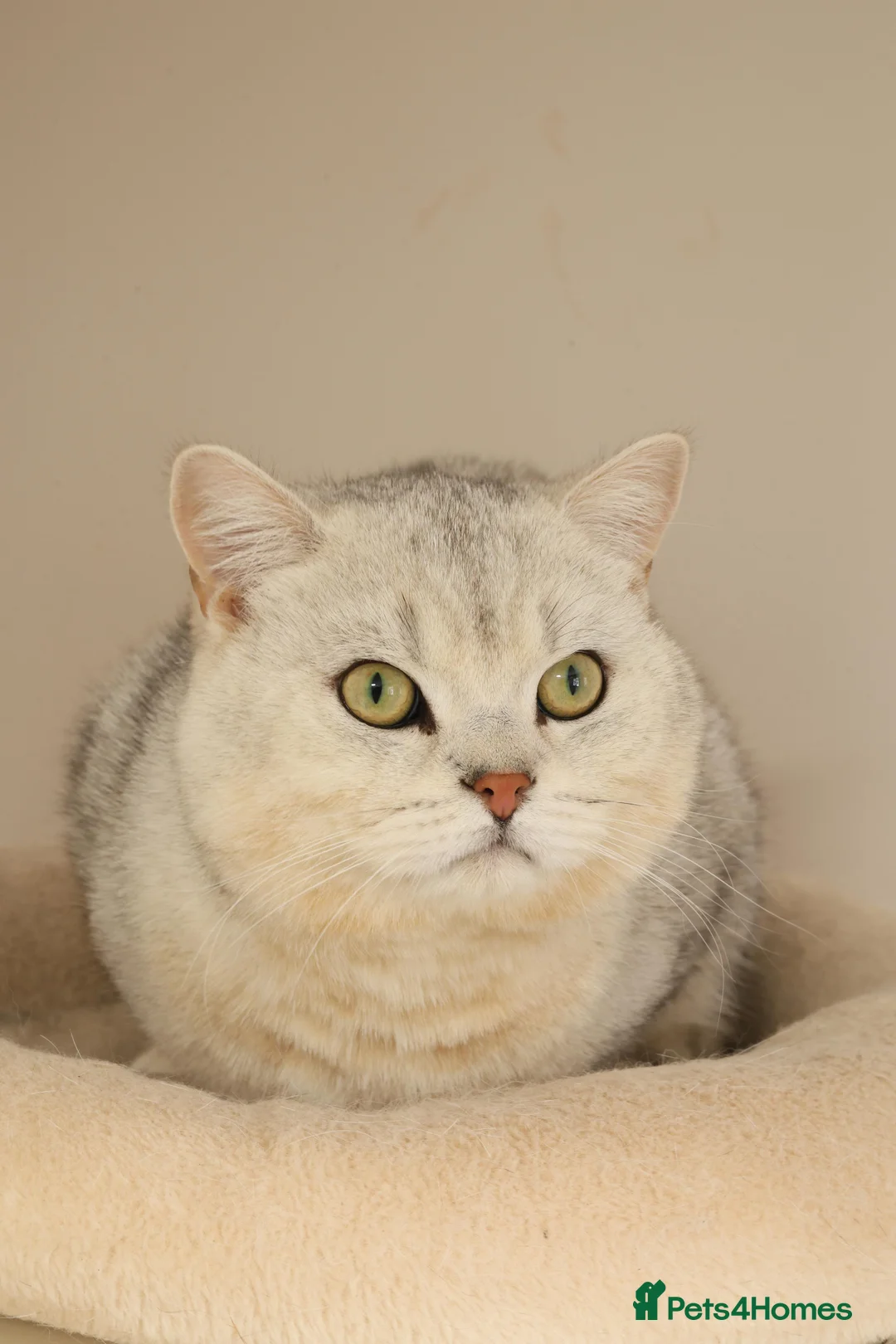 British Shorthair cats for stud: British shorthair black tipped in Nottingham - Advert 4