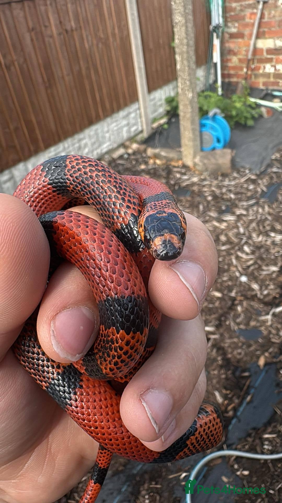 Mixed Breed reptiles Honduran milk snakes for sale - Advert 18