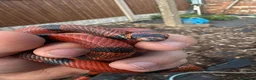 Mixed Breed reptiles for sale: Various snakes for sale - Advert 5