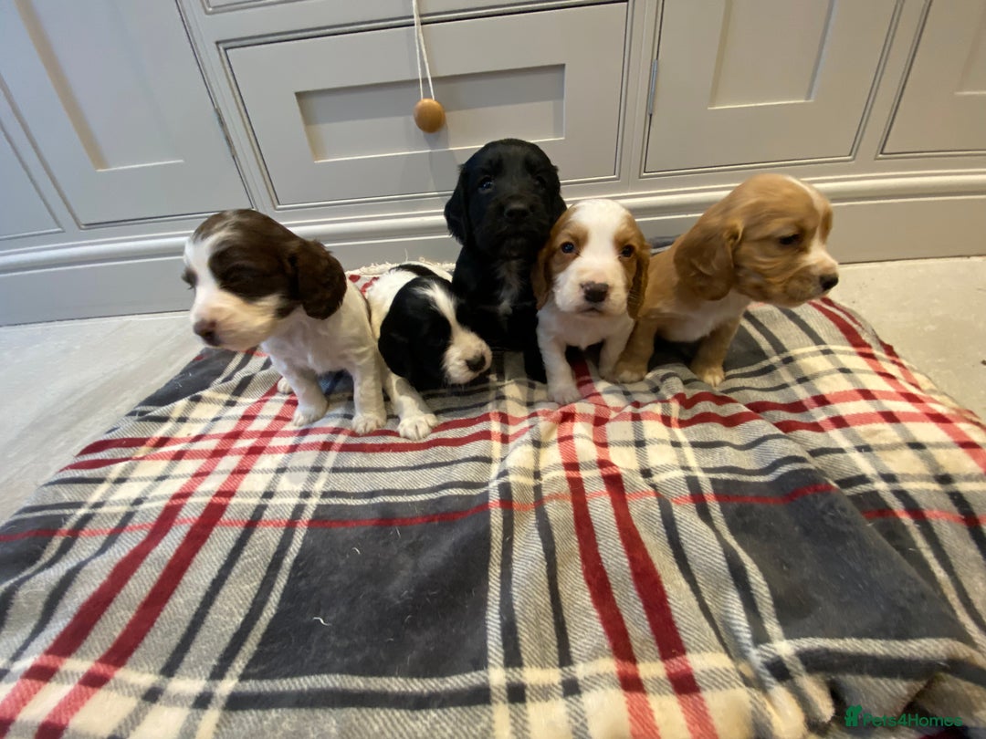 Cocker Spaniel dogs for sale: Cocker Spaniel puppies - Image 4