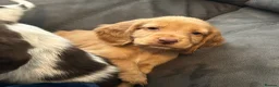 Cocker Spaniel dogs for sale: Cocker Spaniel Puppies  - Advert 3