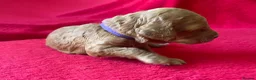 Australian Labradoodle dogs for sale: Australian Labradoodle Puppies for sale - Advert 31
