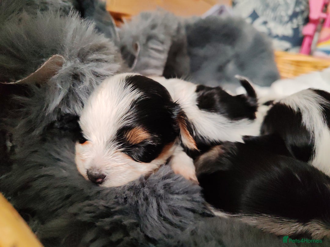 Biewer Terrier dogs for sale: Biewer Tereier - Image 3
