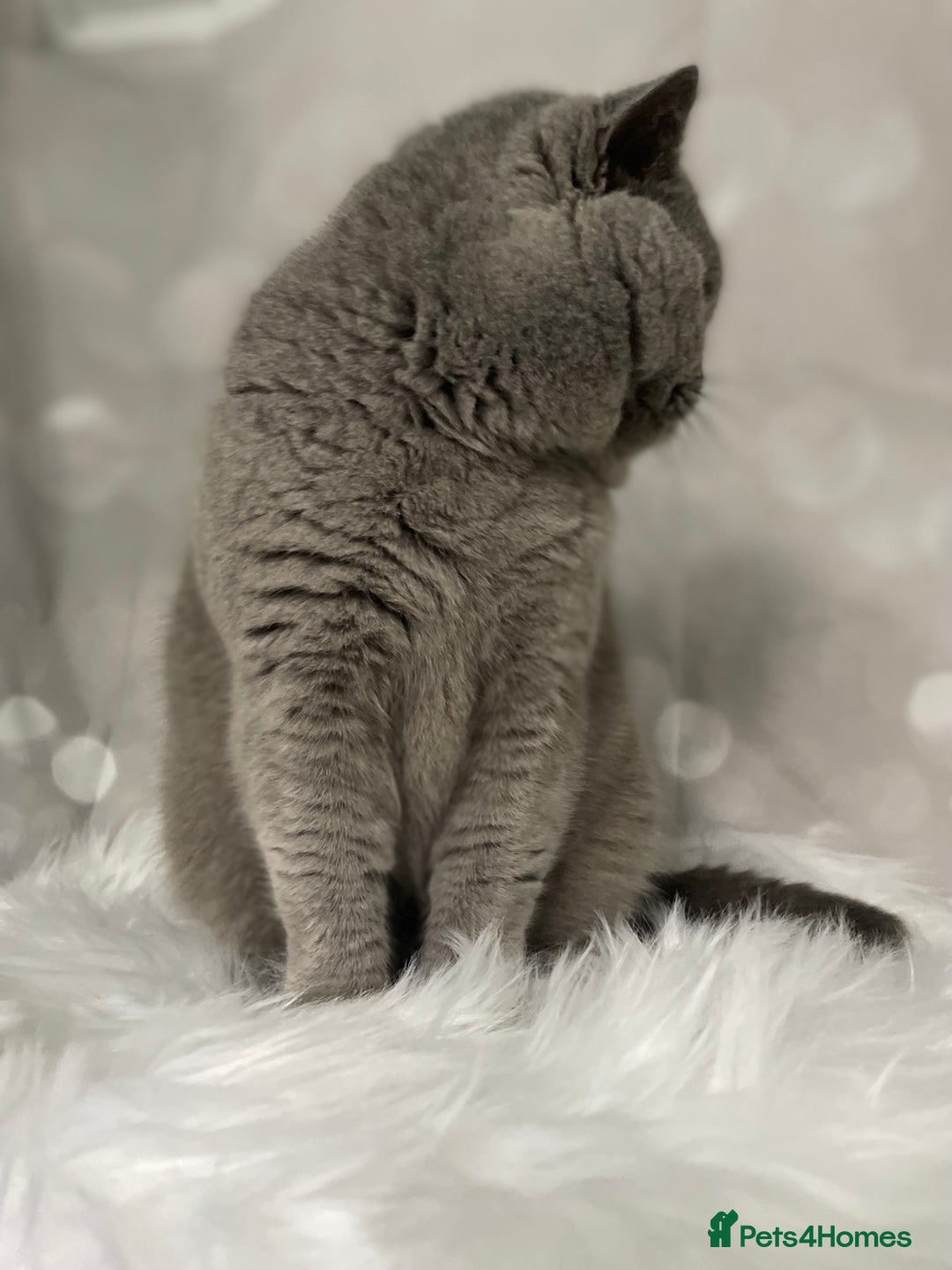 British Shorthair cats for stud: 🏆 BLUE STUD TiCA GCCF  CARRYING CHOCOLATE  in Derby - Image 3