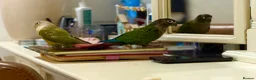 Conures birds for sale: GREEN CHEEK CONURE & PINEAPPLE CONURE - Advert 8