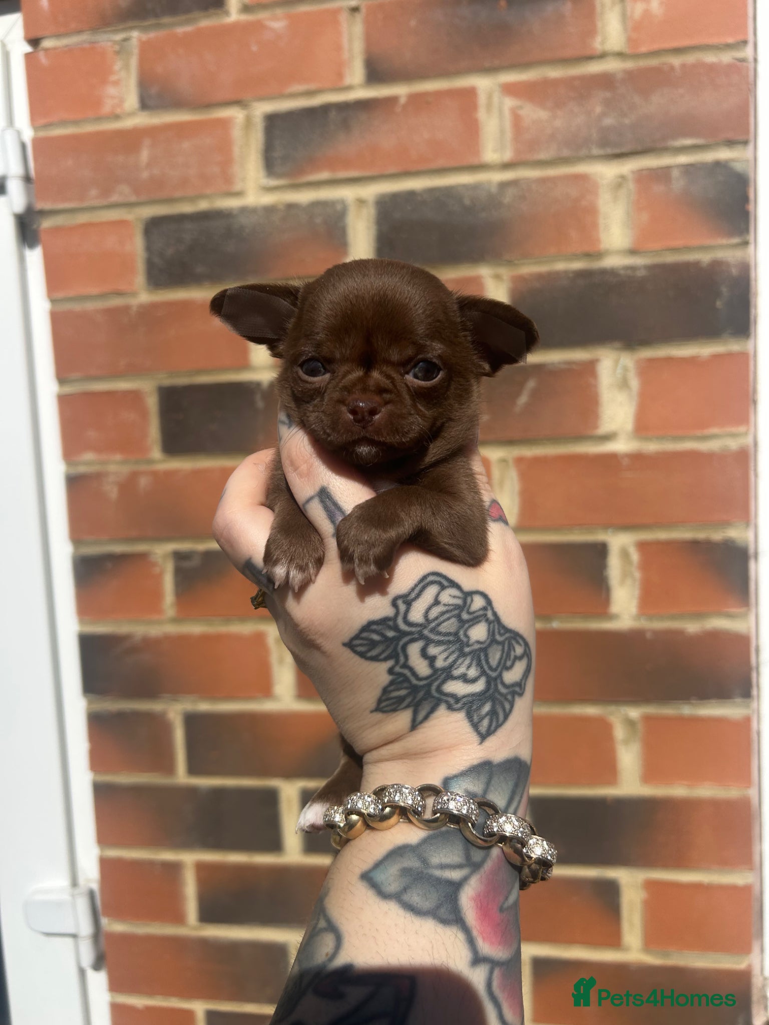 Chihuahua dogs Beautiful female Chihuahua  - Advert 8