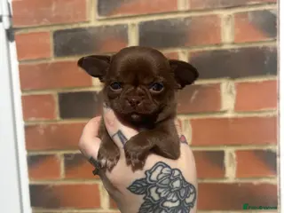 Chihuahua dogs Beautiful female Chihuahua - Advert 8