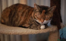 Mixed Breed cats for sale: Gorgeous Ginger Kittens - Image 11