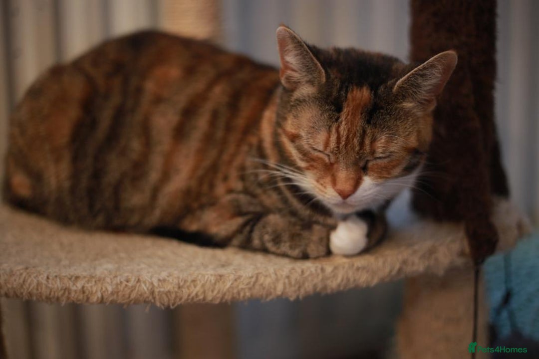 Mixed Breed cats for sale: Gorgeous Ginger Kittens - Image 11
