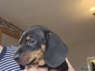 Dachshund dogs Standard Dachshund Pups - Advert 1