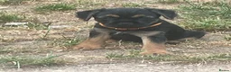 Border Terrier dogs for sale: Border Terrier  - Advert 9