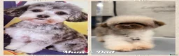 Maltipoo dogs for sale: F1b tiny unique maltipoo puppies. Asian/ Korean  - Advert 11