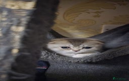 Scottish Fold cats for sale: Ready to leave cute kittens  - Image 2