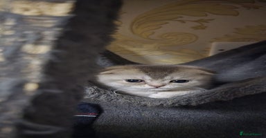 Scottish Fold cats - Advert 7