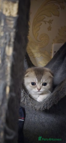 Scottish Fold cats - Advert 1