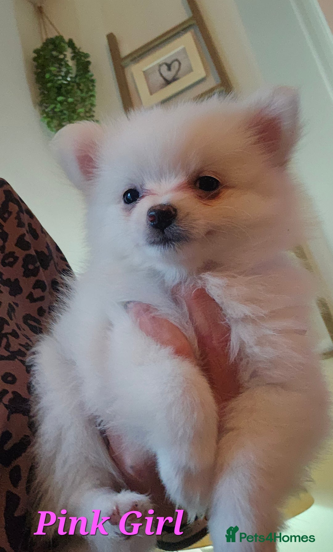 Pomeranian dogs for sale: POMERANIAN Puppies - Ready now  - Advert 4