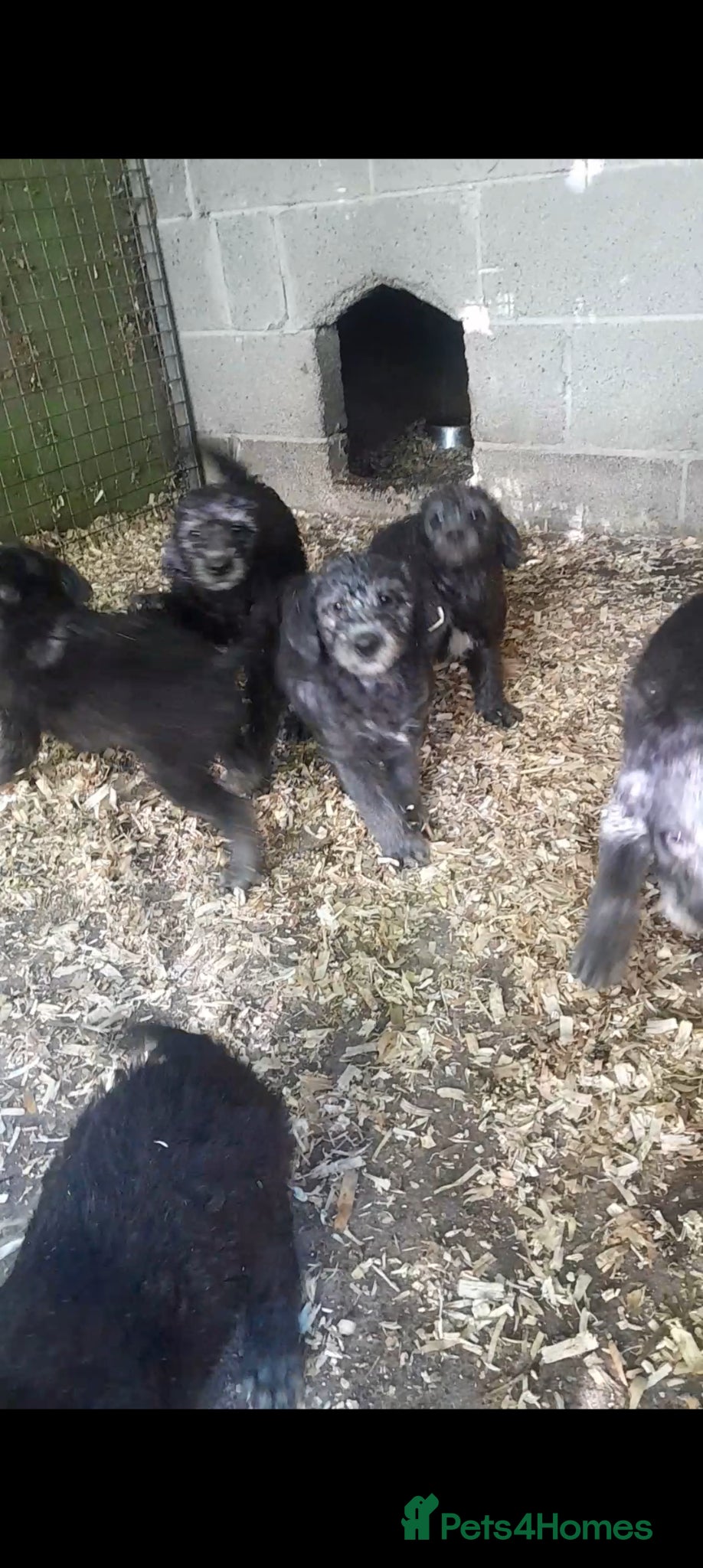 Bedlington Terrier dogs Bedlington whippet puppies  - Advert 5
