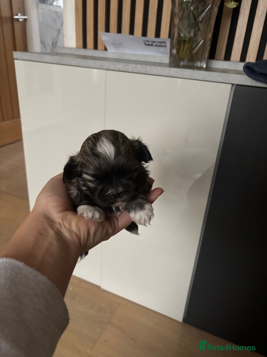Shih Tzu dogs for sale: 💖 Imperial Shih Tzu Puppies 2 boys and 2 girls - Advert 25