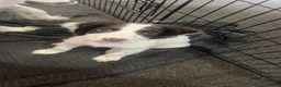English Springer Spaniel dogs for sale: English springer spaniel boy puppy  in Coventry - Advert 1