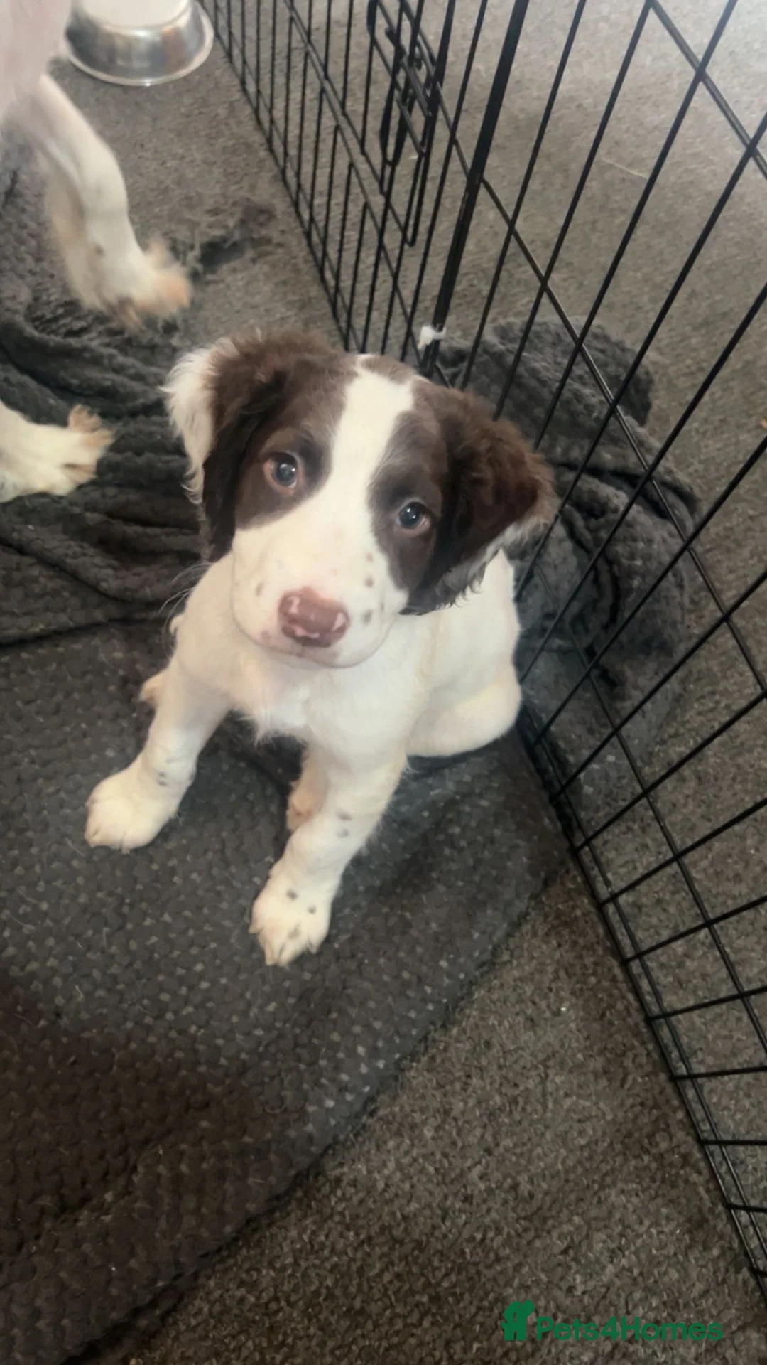 English Springer Spaniel dogs for sale: English springer spaniel boy puppy  in Coventry - Advert 1