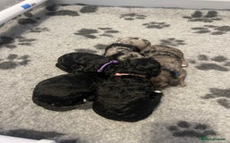 Cockapoo dogs for sale: F1b Cockapoos - Image 12