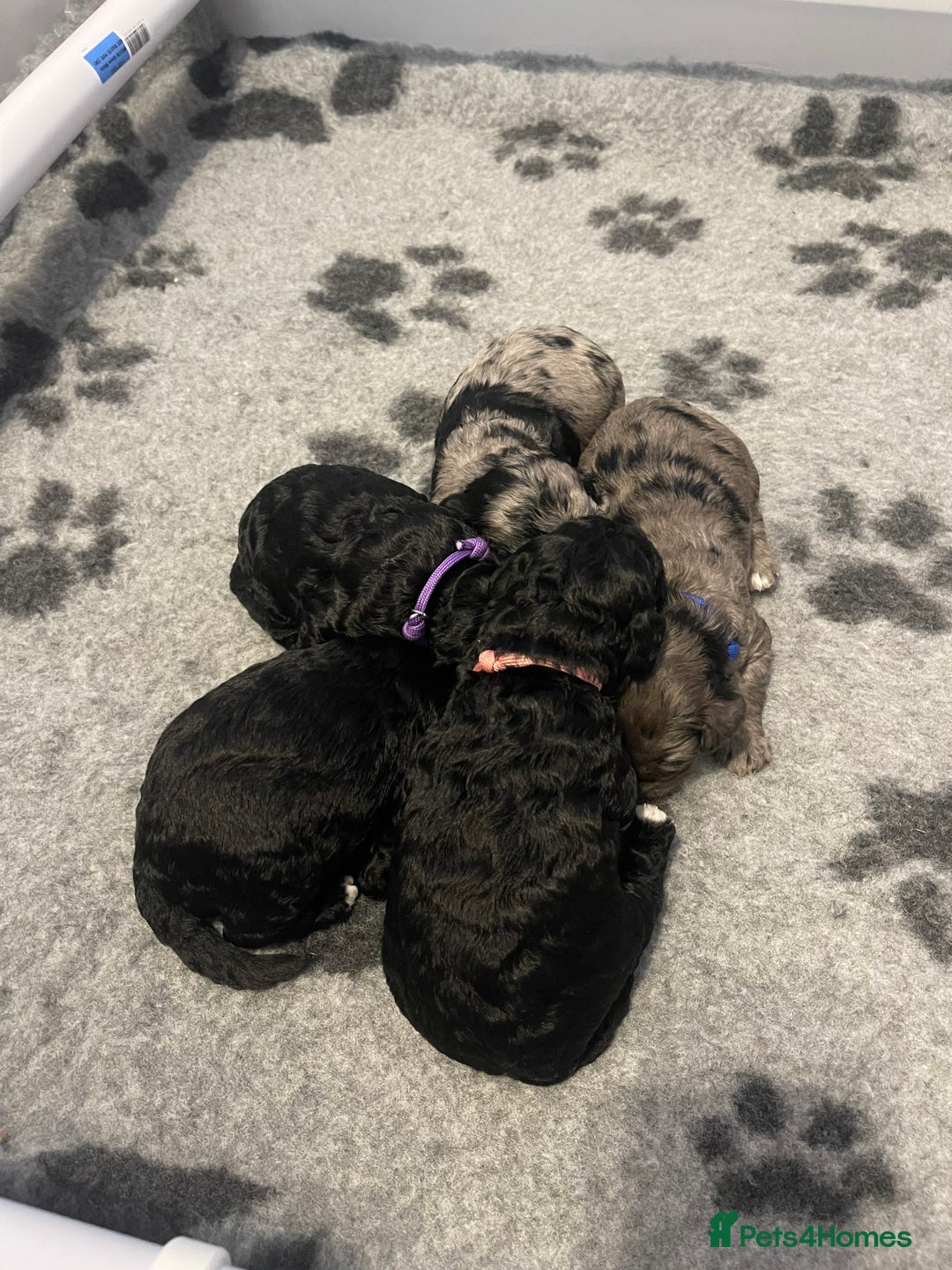 Cockapoo dogs for sale: F1b Cockapoos - Image 12